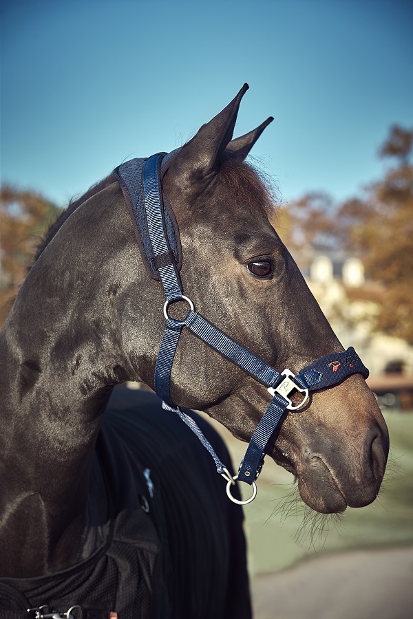 CATAGO FIR-Tech halster navy gedragen door paard