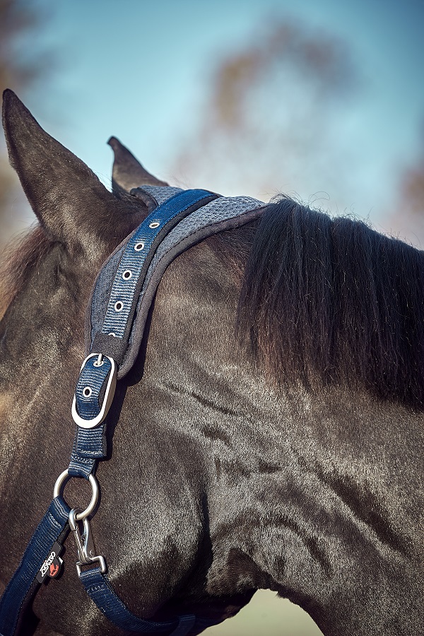 CATAGO FIR-Tech halster navy op paard met verstelbaar kopstuk
