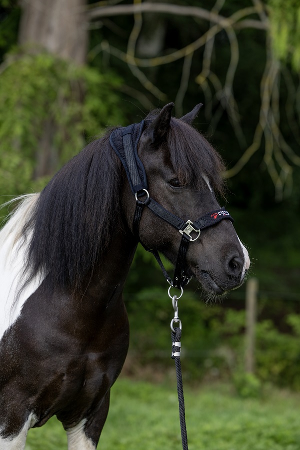 CATAGO FIR-Tech halster navy gedragen door pony