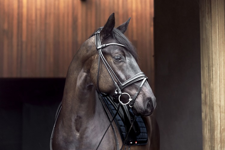 CATAGO Shay hoofdstel zwart gedragen door paard