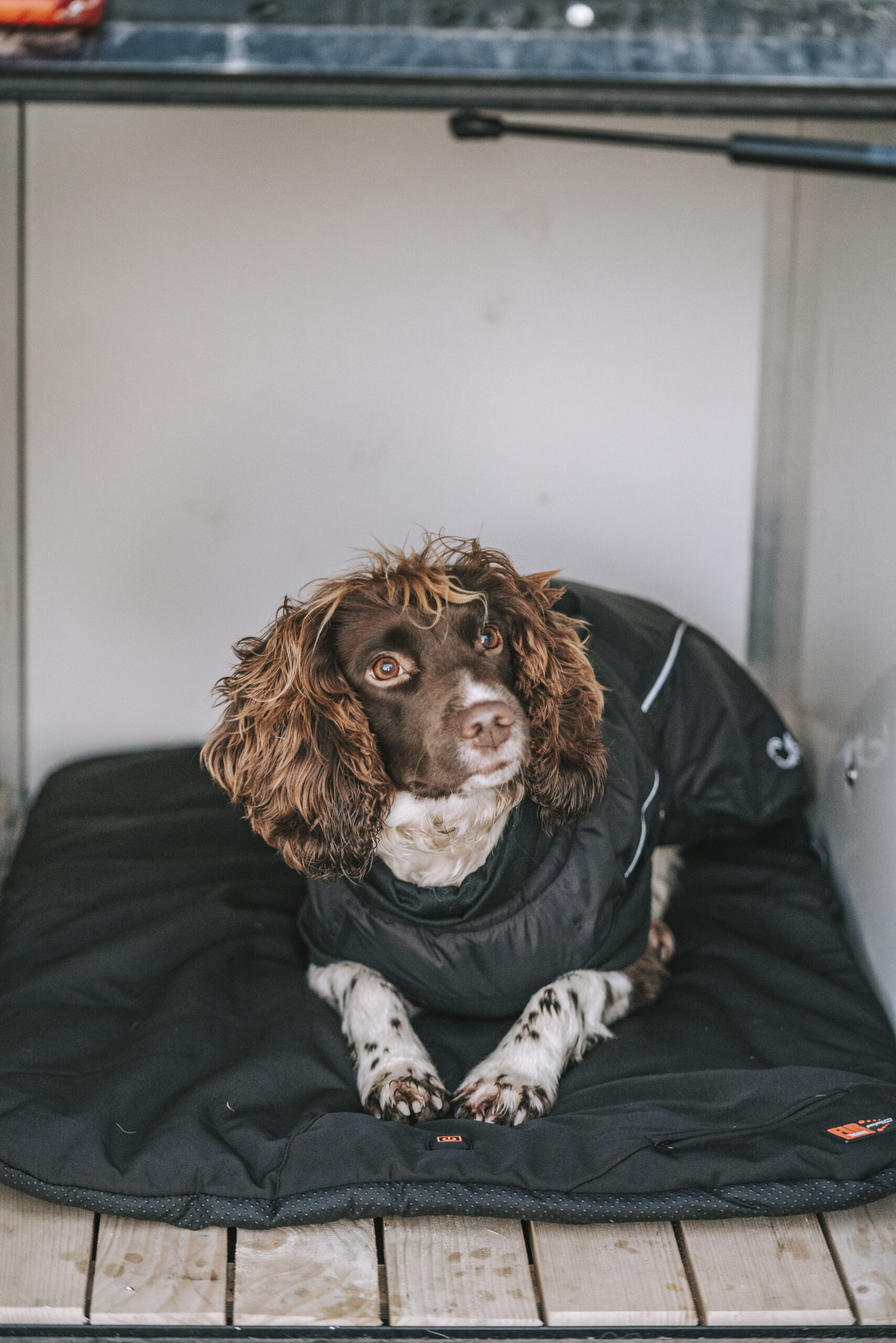 CATAGO FIR‑Tech Pro verwarmd hondenkussen – infrarood ligkussen voor sport‑, jacht‑ en seniorhonden - Afbeelding 2