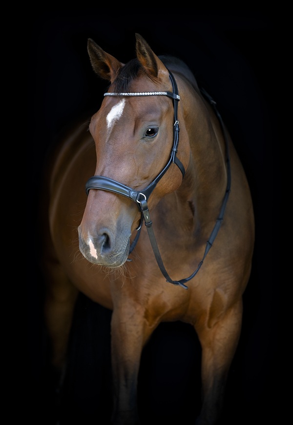 Paard met Horse Guard bitloos hoofdstel zwart