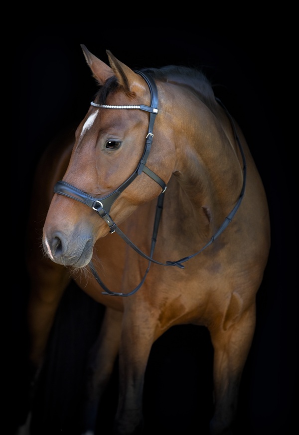 Paard met Horse Guard bitloos hoofdstel zwart
