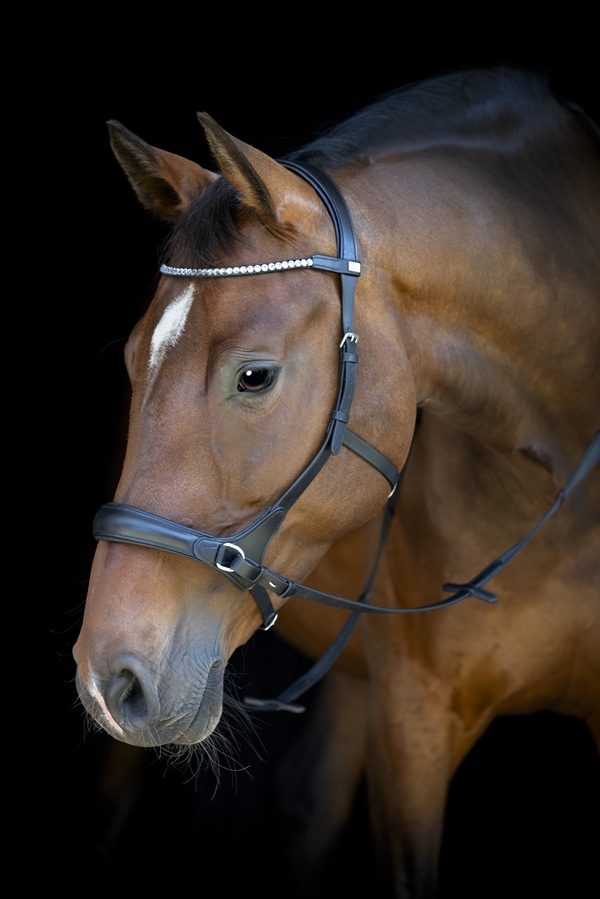 Paard met Horse Guard bitloos hoofdstel zwart