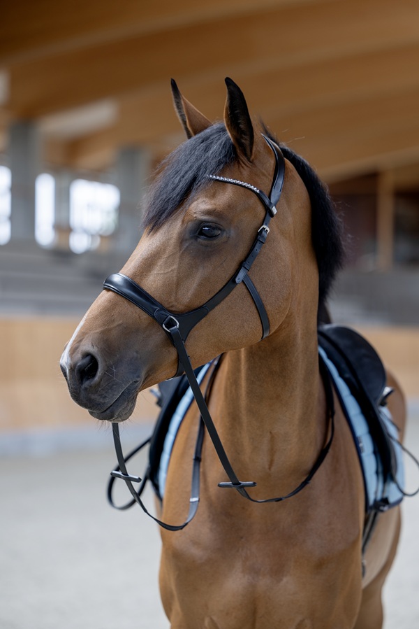 Bitloos zwart leren hoofdstel voor paard