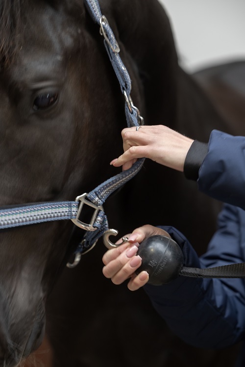 Rubberen beschermbal van Horse Guard aanbindlijn