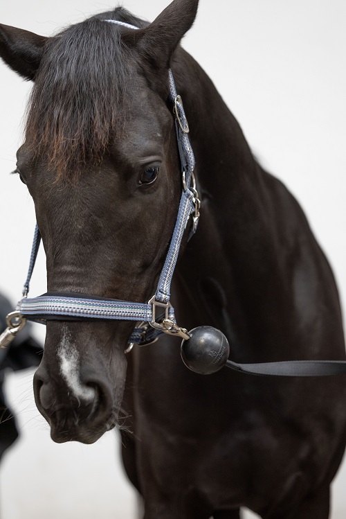 Horse Guard aanbindlijn met rubberen bal aan halster van paard