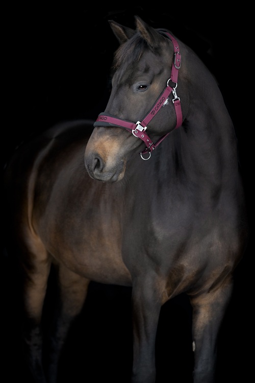CATAGO FIR-Tech Halster 2.2 Maroon gedragen door paard